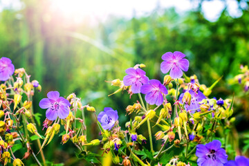 Vibrant purple geranium flowers in a sunny summer meadow with a blurred green background