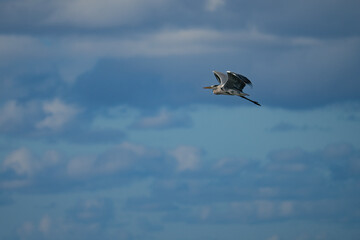 A Gray Heron in Flight