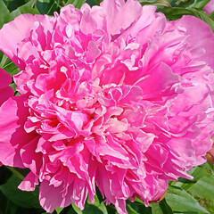Bright pink flower close-up showcasing vibrant petals in natural detail