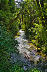 The Waitomo Stream flows through dense forest. Close to the village of Waitomo, Waikato area, North Island, New Zealand
