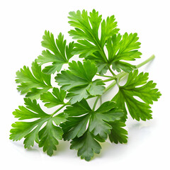Fototapeta premium Parsley leaves closeup isolated on white background