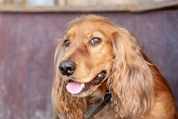 A focused portrait of a red cocker spaniel with long ears and an expressive gaze