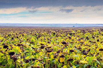A flat field of sunflowers with drooping heads under a cloudy sky, with a blurred landscape on the horizon
