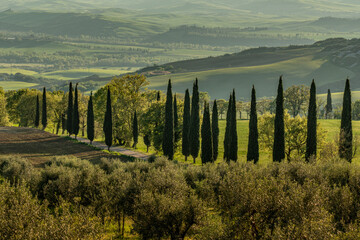 Scenic Countryside Landscape with Cypress Trees