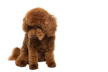 Adorable poodle puppy sitting on a pure white studio background.