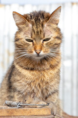 A cat leaning over a mousetrap with a mouse, looking at its prey