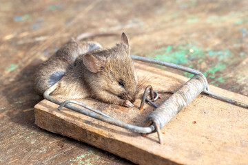 A dead mouse caught in a wooden mousetrap, lying on a surface mimicking an old wooden floor