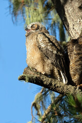Baby owlets sitting in a tree looking at camera. They are a couple months old and very fluffy. They are at the age they are learning to fly.