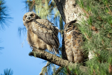 Baby owlets sitting in a tree looking at camera. They are a couple months old and very fluffy. They are at the age they are learning to fly.
