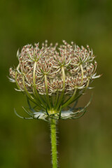 Marchew zwyczajna - Daucus carota L.