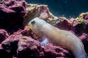 Sphinx Blenny (Aidablennius sphynx) Sardinia, Italy Mediterranean sea