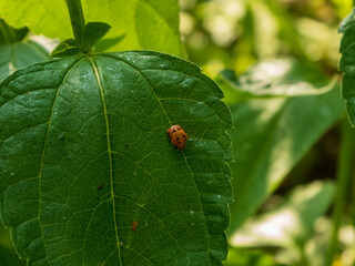 Lady Beetle Pupa on a Green Leaf