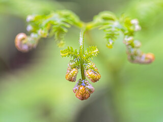 An unfolding fern leaf wet with raindrops.