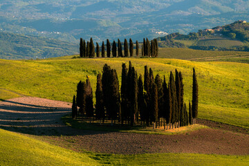 Hilltop Cypress Trees in Scenic Tuscany