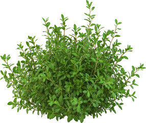 Obraz premium Lush green sprig of thyme against a black background.