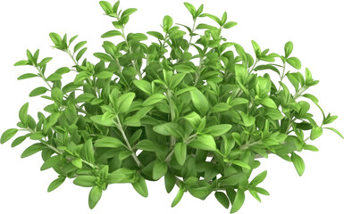 Lush sprig of thyme against a black background.