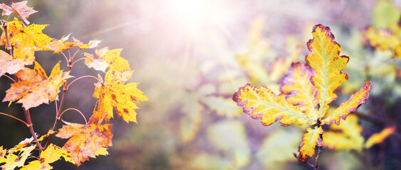 Yellow-orange autumn maple and oak leaves, illuminated by sunbeams on a blurred background