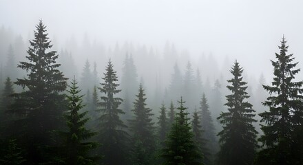Obraz premium Majestic evergreen forest shrouded in mist a tranquil nature scene of pine trees and fog