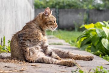 Sitting tabby cat on natural background looking away from the side
