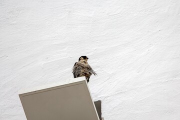 Peregrine falcon, Falco peregrinus, on a white board