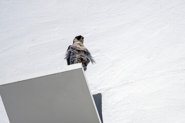 Peregrine falcon, Falco peregrinus, on a white board