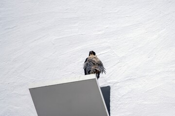 Peregrine falcon, Falco peregrinus, on a white board