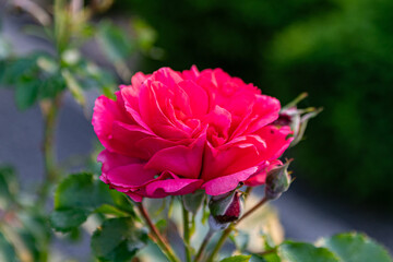 Close-up of a Vibrant Pink Rose in Bloom