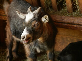 Baby goat with a black and white face is standing in a pen