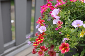 Fototapeta premium Petunias 