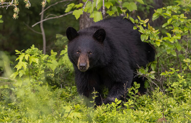 Fototapeta premium Black bear