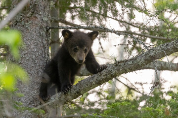 Bear cub © Brittany