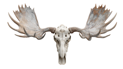 Weathered Moose Skull with Large Antlers Isolated on White Background
