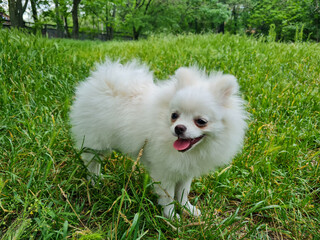 Fluffy white dog with a joyful expression stands on lush green grass in a park, surrounded by tall trees. Its small stature and bright eyes convey a sense of playfulness