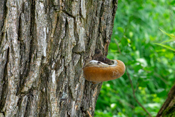 bracket fungus growing on a tree trunk, with a characteristic hoof-like shape and hard texture. A...