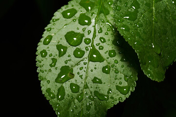 Wet Leaf Close-Up: Botanical Detail with Reflective Droplets