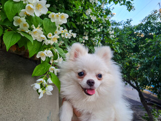 Fluffy small white dog with tongue out, held up next to blooming white flowers and lush green...