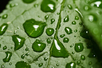 Green Leaf in Detail with Fresh Raindrops on Its Surface