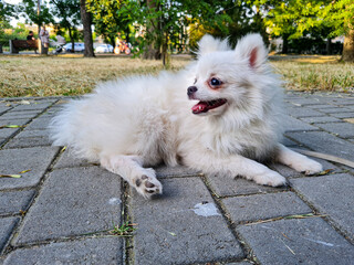 Fluffy white dog lying on gray cobblestone path, mouth open, ears perked, surrounded by lush green trees in the background, a peaceful sunny day in a park setting