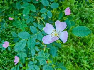 Pink flower with five petals and yellow stamens on a leafy green stem surrounded by several other pink buds against a blurred green backdrop