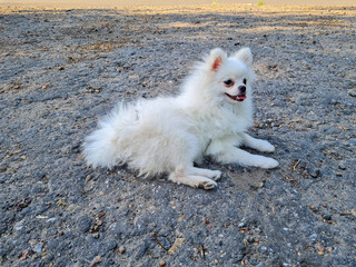 Fluffy white dog lying on a textured gray surface, its fur slightly tousled. The dog appears relaxed and content with a bright expression, capturing a candid moment