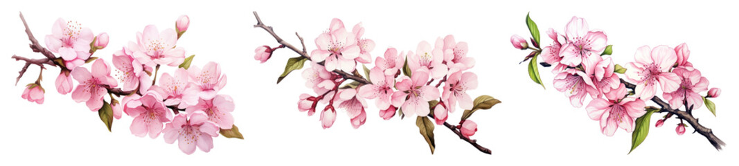 PNG Delicate pink cherry blossoms illustration, element set on transparent background