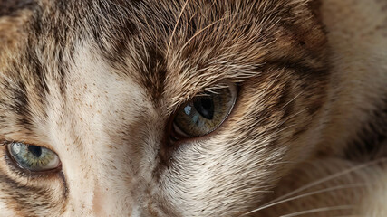 close up of a cat. Eye catching cat. Feline Gaze, A Close-Up Portrait of a Cat's Face. et up close...