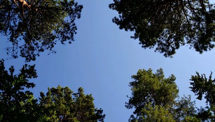 Obraz premium Pine Treetops with Blue Sky, and Forest Canopy.