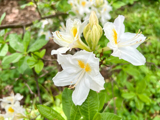 A close-up of a white-yellow Rhododendron (Rhododendron occidentale) growing in Szczytnicki Park in Wrocław, Poland