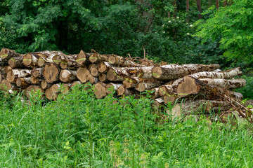Fototapeta premium Stacks of cut tree trunks arranged along the forest edge, surrounded by tall grass and green vegetation. A woodland clearing scene related to logging or wood harvesting.