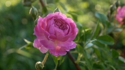 Delicate pink rose with unopened buds on a bush among green leaves. Natural beauty in a garden setting.