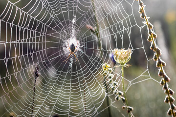 Dew-covered spider web with a spider in the center, glistening in the morning light