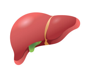A healthy human liver with a gallbladder. The medical illustration is voluminous with a gradient.