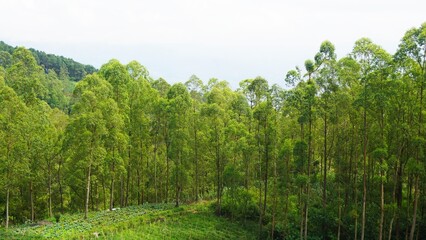 beautiful natural scenery of mountains, natural panorama of hills, with forests of tall green trees...
