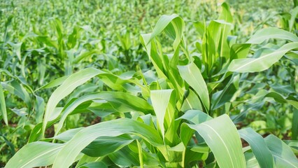 Obraz premium Corn plantations are visible with green branches on the majestic hills.